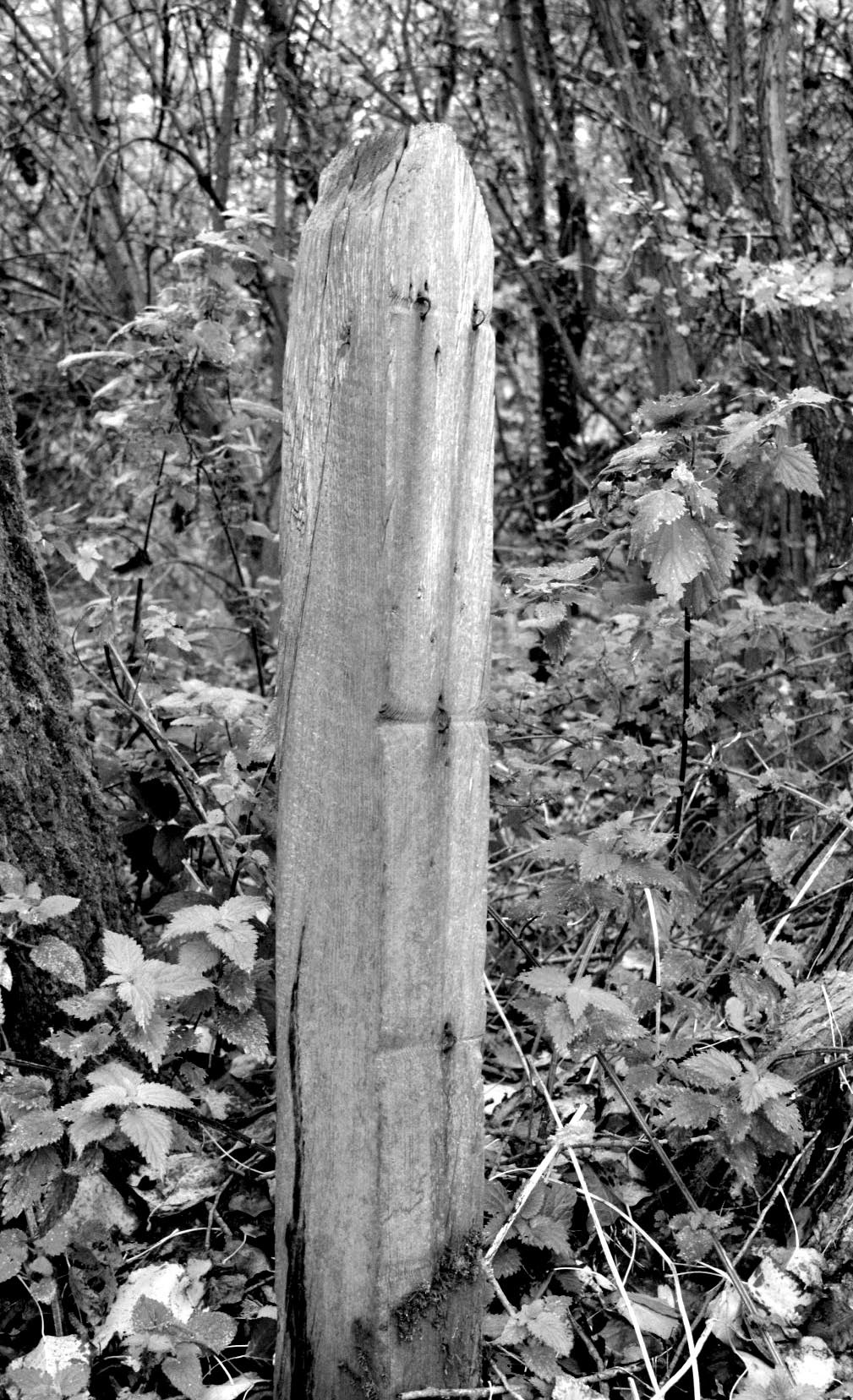 Railway fence post ^ top, with wire staples