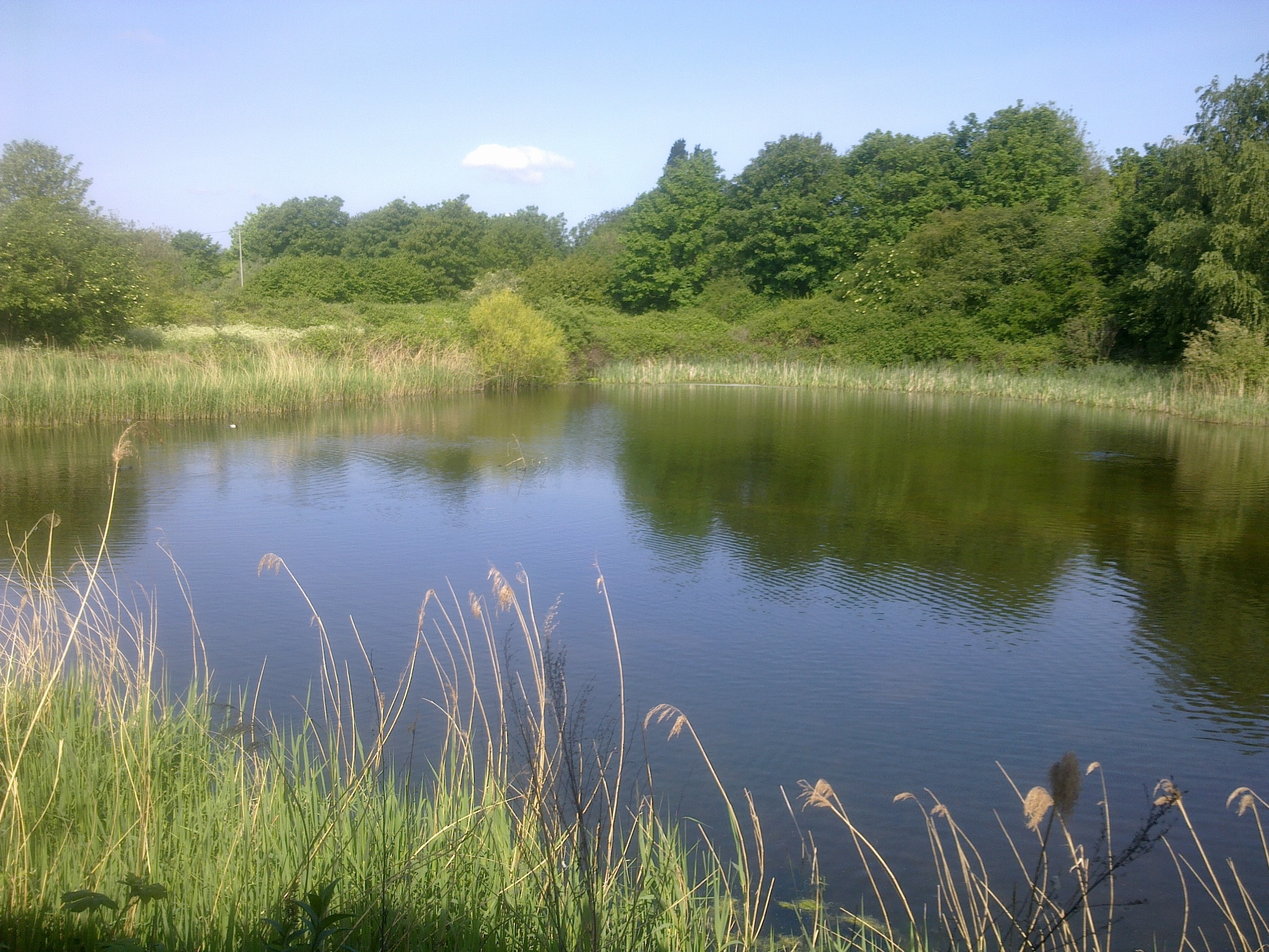 Essex Fil Beds L NW, May 2020 R Carr