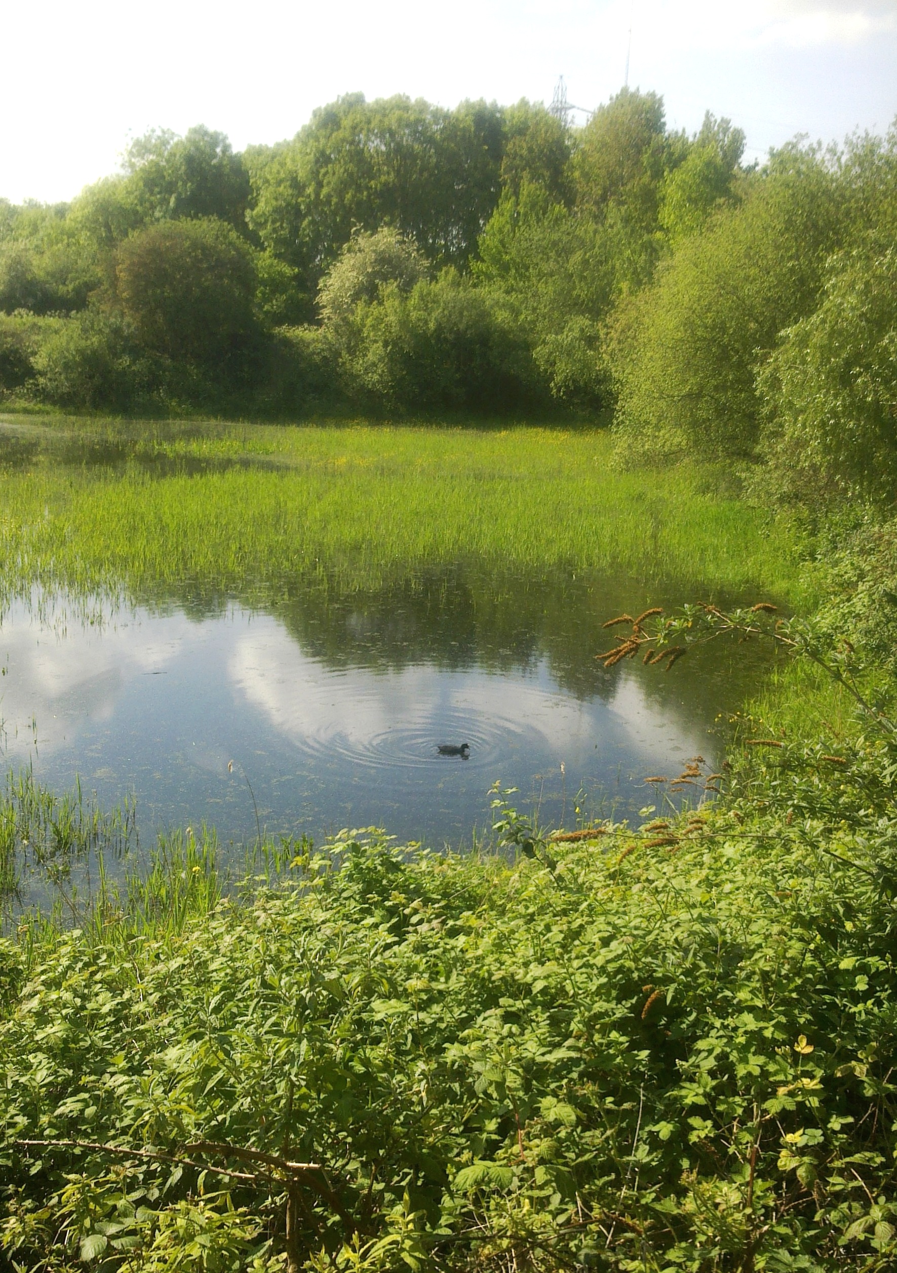 Essex Fil Beds L SE, May 2020 R Carr